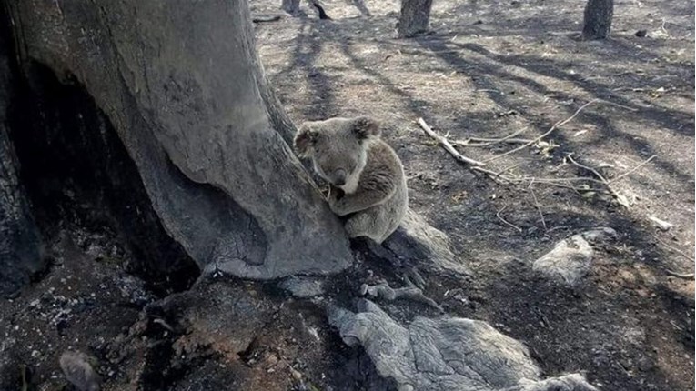 Volonteri u požarima opustošenoj Australiji pokušavaju spasiti divlje životinje